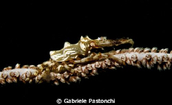 Xeno Crab by Gabriele Pastonchi 